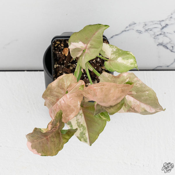 Syngonium 'Milk Confetti' Double Pink Variegated (wk32-A)