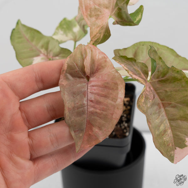 Syngonium 'Milk Confetti' Double Pink Variegated (wk32-A)