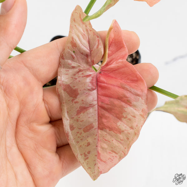 Syngonium 'Milk Confetti' Double Pink Variegated (wk33-A)
