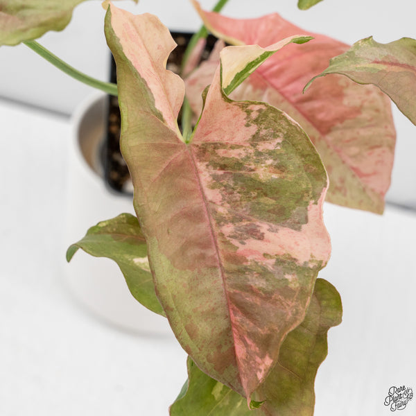 Syngonium 'Milk Confetti' Double Pink Variegated (wk33-A)