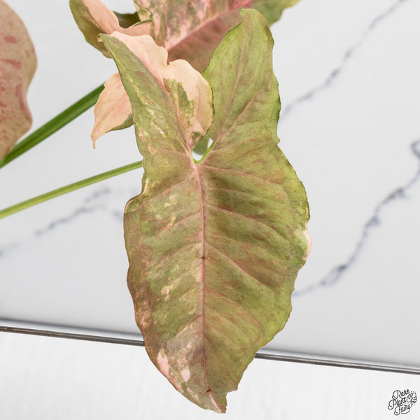 Syngonium 'Milk Confetti' Double Pink Variegated (wk33-A)