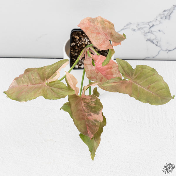 Syngonium 'Milk Confetti' Double Pink Variegated (wk33-A)