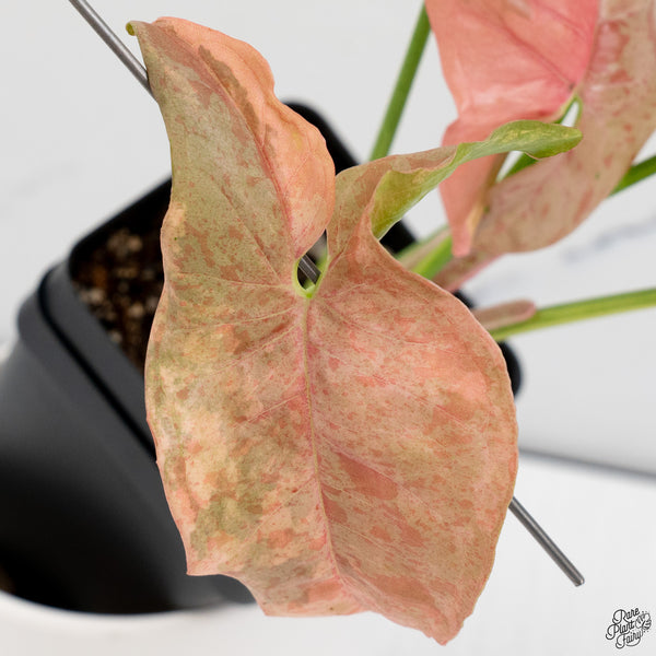 Syngonium 'Milk Confetti' Double Pink Variegated (wk33-A)