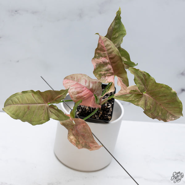 Syngonium 'Milk Confetti' Double Pink Variegated (wk33-A)