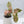Syngonium 'Milk Confetti' Double Pink Variegated (wk33-A)