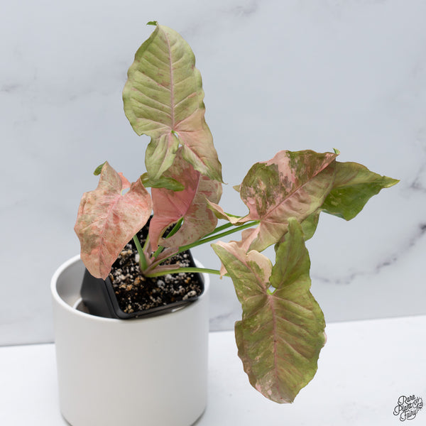 Syngonium 'Milk Confetti' Double Pink Variegated (wk33-A)