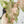 Syngonium 'Milk Confetti' Double Pink Variegated (wk37-B)