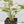 Syngonium 'Milk Confetti' Double Pink Variegated (wk37-B)