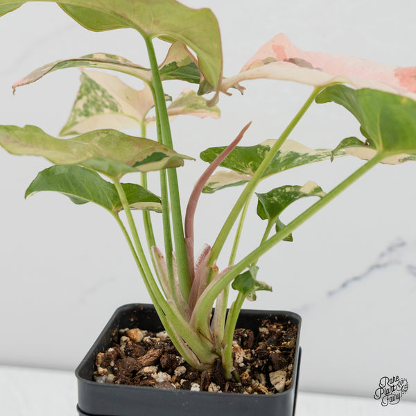 Syngonium 'Milk Confetti' Double Pink Variegated (wk37-B)