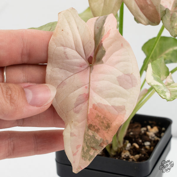 Syngonium 'Milk Confetti' Double Pink Variegated (wk37-B)