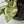 Syngonium 'Milk Confetti' Double Pink Variegated (wk37-B)