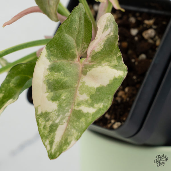 Syngonium 'Milk Confetti' Double Pink Variegated (wk37-B)