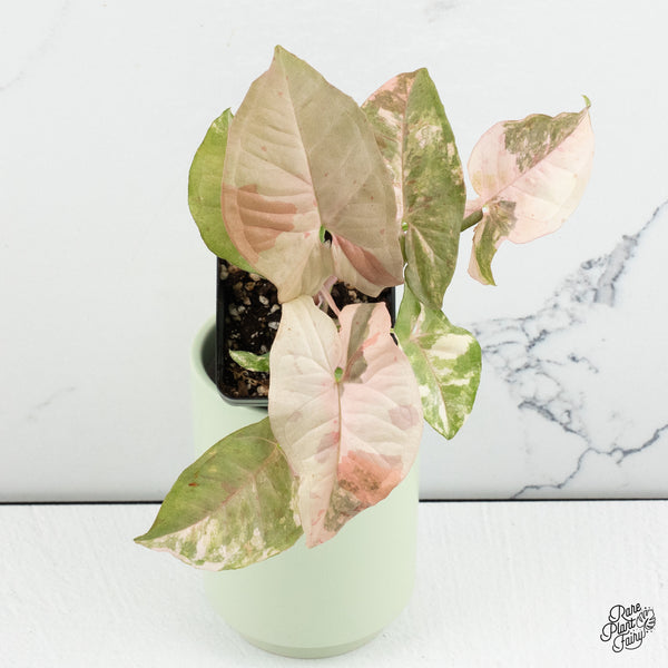 Syngonium 'Milk Confetti' Double Pink Variegated (wk37-B)