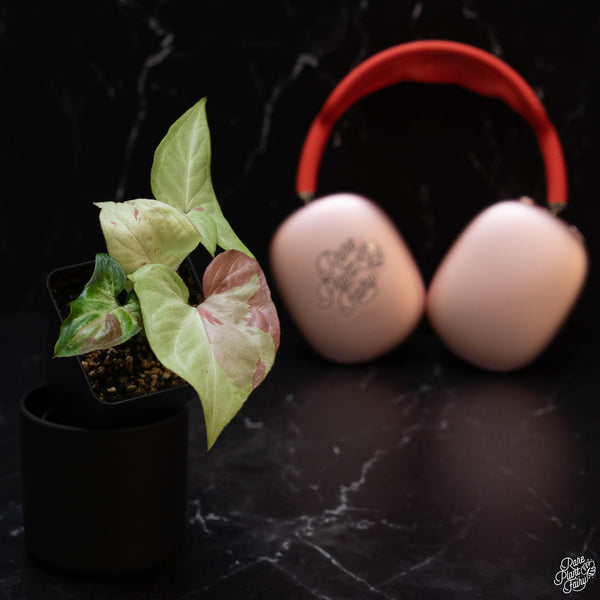Syngonium 'Strawberry Milk' *Grower's choice*