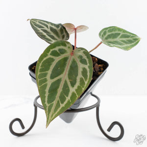 Anthurium Tortoise Shell Grey '36' x self by DocBlock® (wk28-UQ) *Maroon Veins*