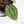 Anthurium Tortoise Shell Grey '36' x self by DocBlock® (wk28-UQ) *Maroon Veins*