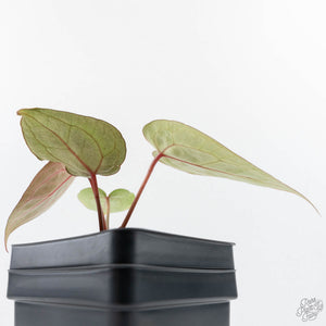Anthurium Tortoise Shell Grey '36' x self by DocBlock® (wk28-UQ) *Maroon Veins*