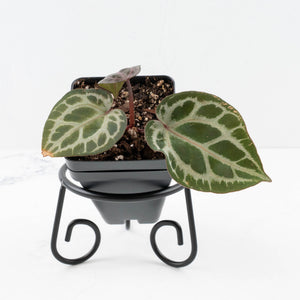 Anthurium Tortoise Shell Grey '36' x self by DocBlock® (wk31-UL)