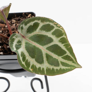 Anthurium Tortoise Shell Grey '36' x self by DocBlock® (wk31-UL)