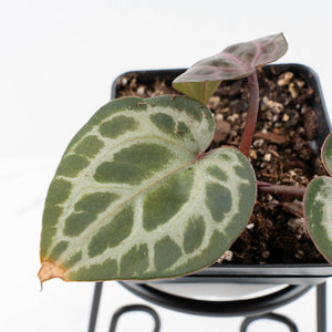 Anthurium Tortoise Shell Grey '36' x self by DocBlock® (wk31-UL)