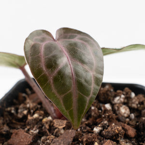 Anthurium Tortoise Shell Grey '36' x self by DocBlock® (wk31-UL)
