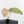Anthurium Tortoise Shell Grey '36' x self by DocBlock (wk38-U141)