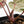 Anthurium Tortoise Shell Grey '36' x self by DocBlock (wk40-U32)