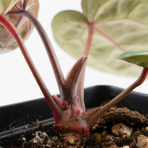 Anthurium Tortoise Shell Grey '36' x self by DocBlock (wk40-U32)