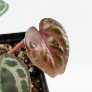Anthurium Tortoise Shell Grey '36' x self by DocBlock® (wk36-U59)