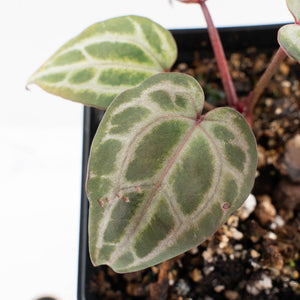 Anthurium Tortoise Shell Grey '36' x self by DocBlock® (wk26-L) *Maroon Veins*