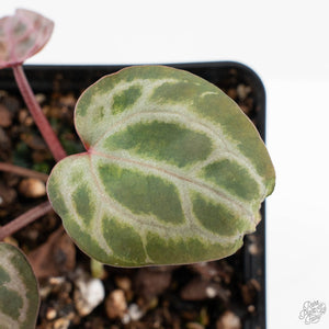 Anthurium Tortoise Shell Grey '36' x self by DocBlock® (wk26-L) *Maroon Veins*