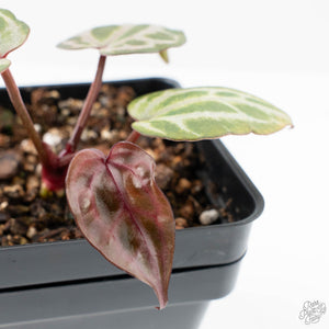 Anthurium Tortoise Shell Grey '36' x self by DocBlock® (wk26-L) *Maroon Veins*