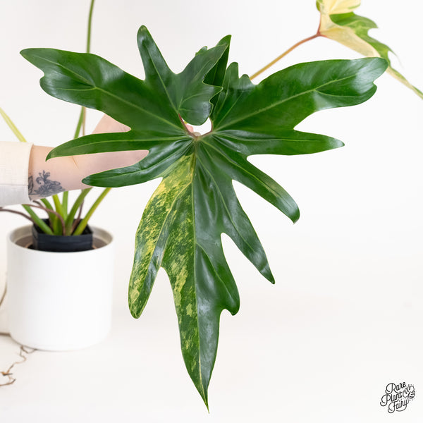 Thaumatophyllum Angela Variegated (wk5-UI)