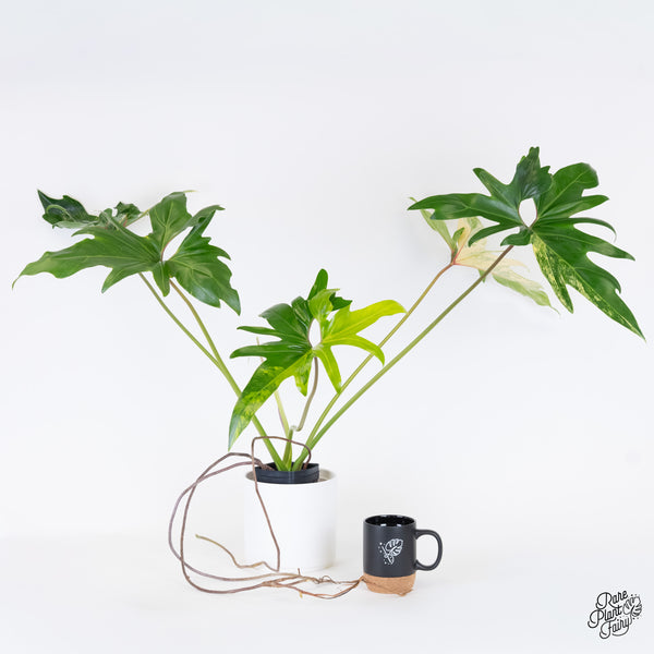 Thaumatophyllum Angela Variegated (wk5-UI)