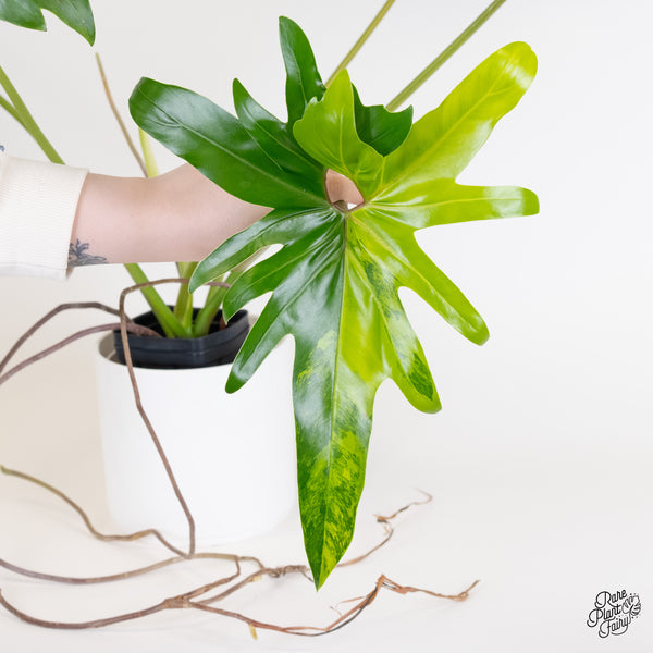 Thaumatophyllum Angela Variegated (wk5-UI)