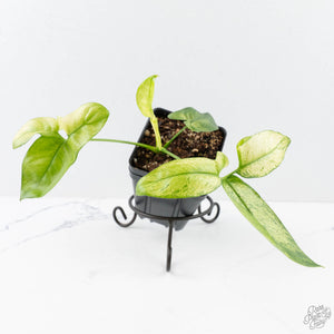 Thaumatophyllum spruceanum Mint Variegated (wk28-E)