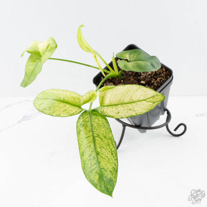Thaumatophyllum spruceanum Mint Variegated (wk28-E)