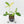 Thaumatophyllum spruceanum Mint Variegated (wk36-L106)