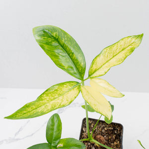 Thaumatophyllum spruceanum Mint Variegated (wk36-L106)