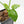 Thaumatophyllum spruceanum Mint Variegated (wk36-L106)