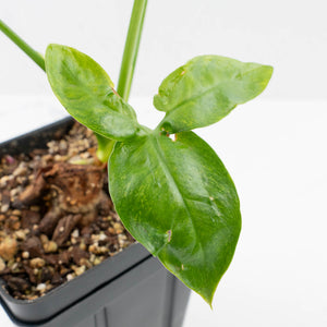 Thaumatophyllum spruceanum Mint Variegated (wk36-L106)
