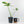 Thaumatophyllum Spruceanum Mint Variegated (wk37-L133)