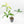 Thaumatophyllum Spruceanum Mint Variegated (wk37-L133)
