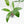 Thaumatophyllum Spruceanum Mint Variegated (wk37-L133)