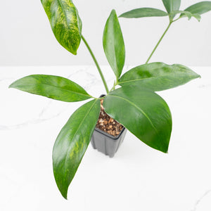 Thaumatophyllum Spruceanum Mint Variegated (wk37-L133)