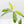 Thaumatophyllum Spruceanum Mint Variegated (wk37-L133)