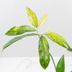 Thaumatophyllum Spruceanum Mint Variegated (wk37-L133)