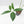 Thaumatophyllum Spruceanum Mint Variegated (wk37-L133)