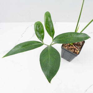 Thaumatophyllum Spruceanum Mint Variegated (wk37-L133)
