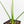 Thaumatophyllum Spruceanum Mint Variegated (wk37-L133)